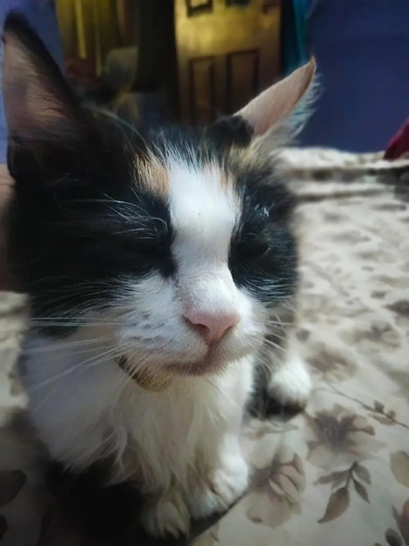 persian cats — photo 2