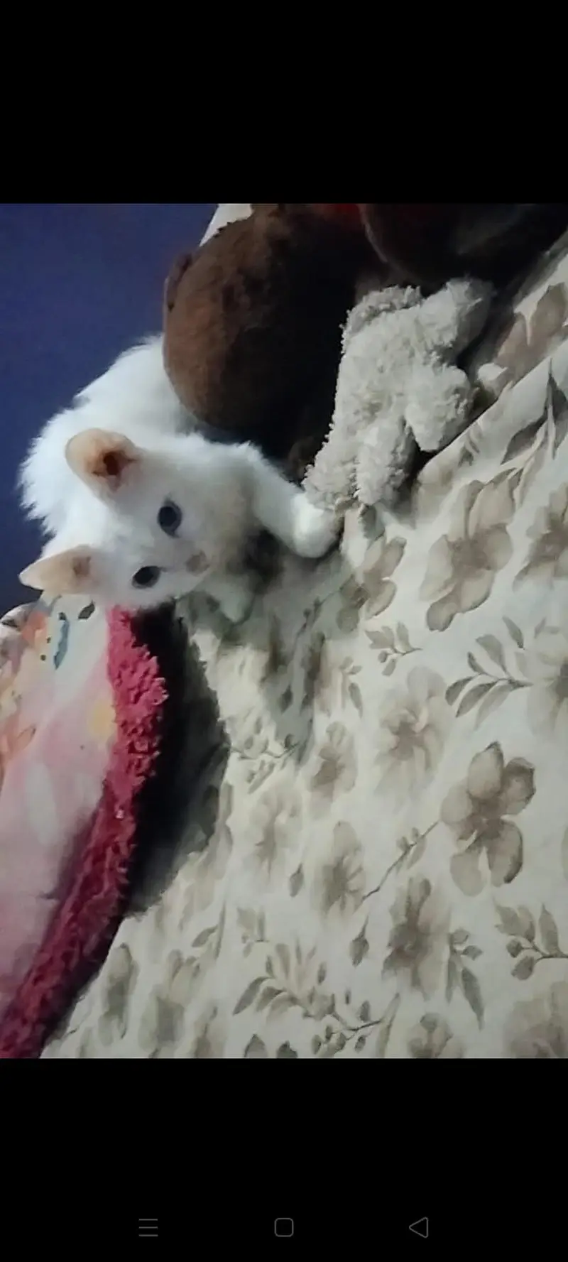persian cats — photo 3