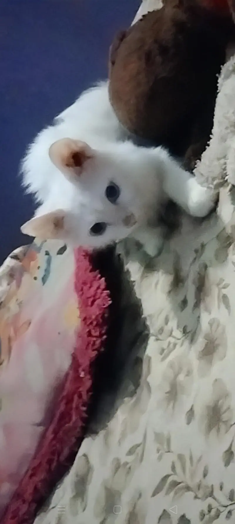 persian cats — photo 4