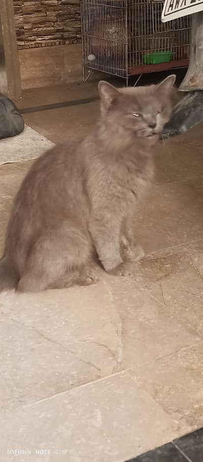 Grey friendly Persian cat