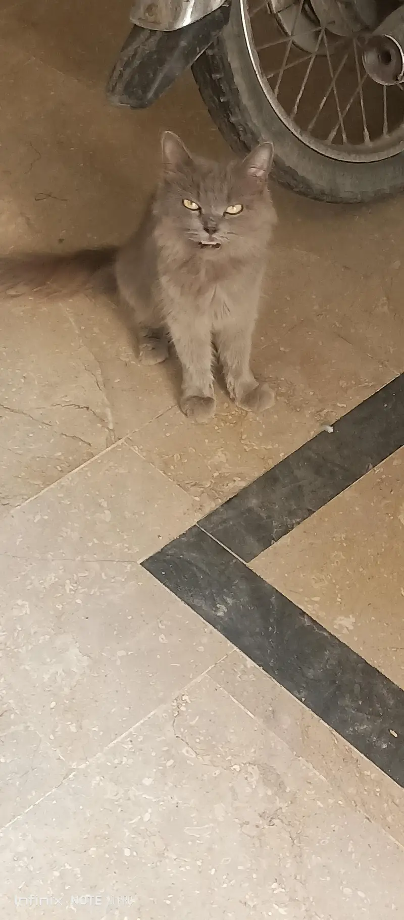 Grey friendly Persian cat — photo 2