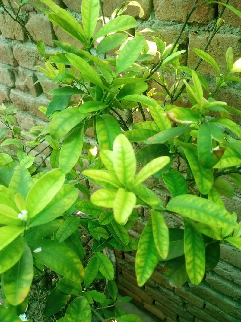 redmi12c 4