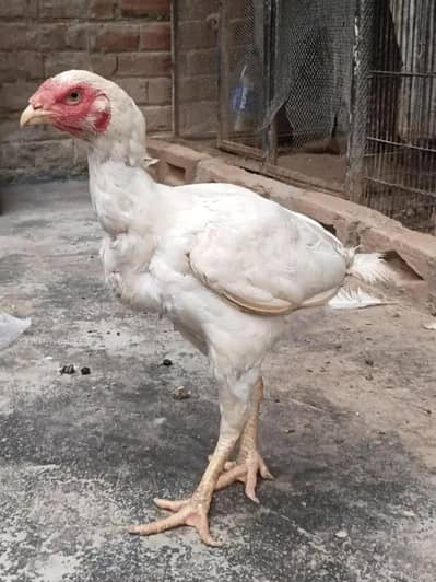 healthy active female white Halka sa shamo ka cross hai