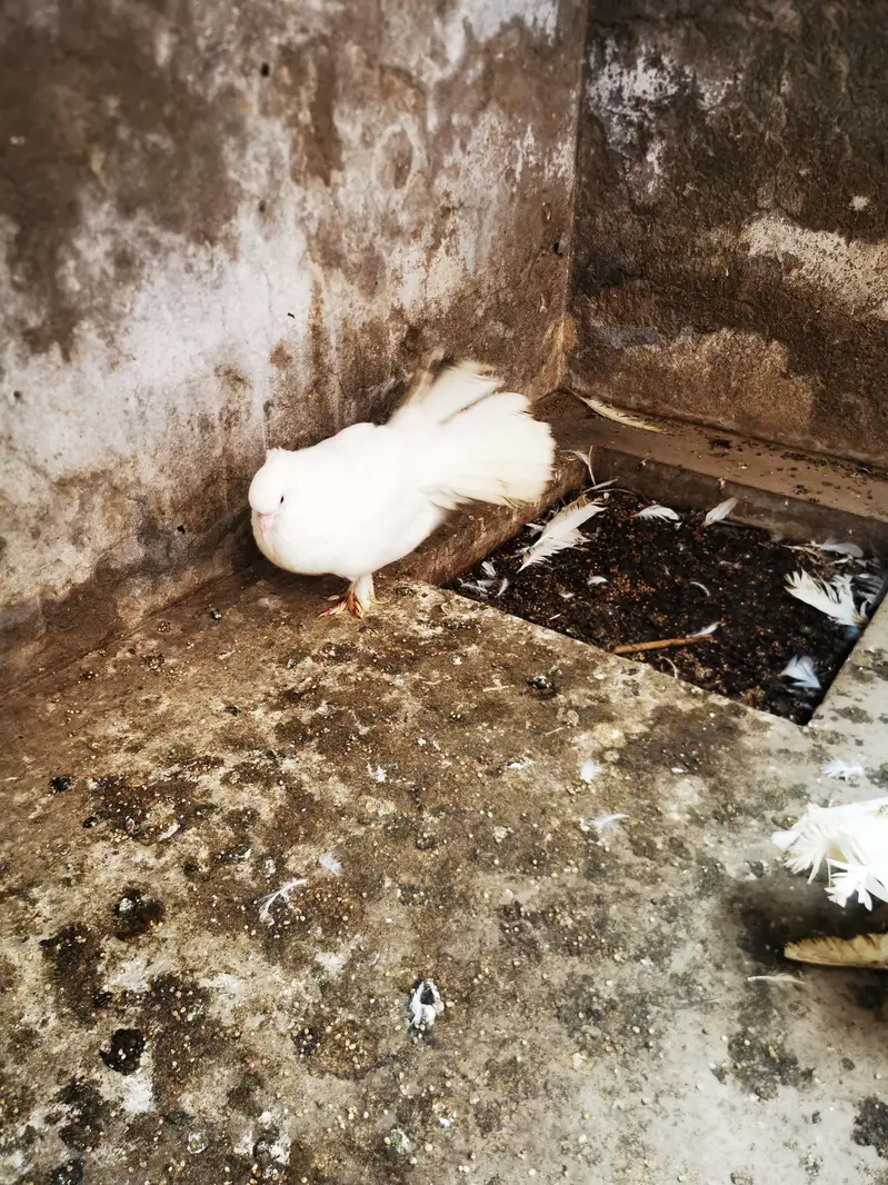 white lakye — photo 2
