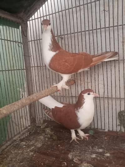 sherazi pair available from sell