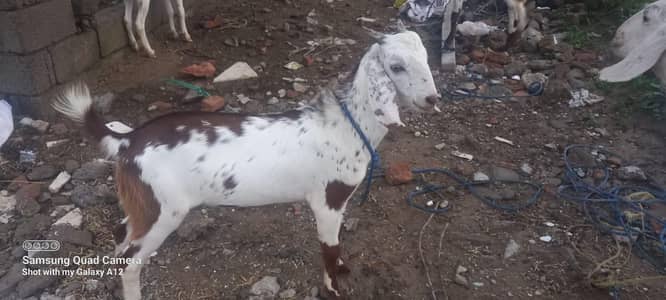 2 young male goats for sale