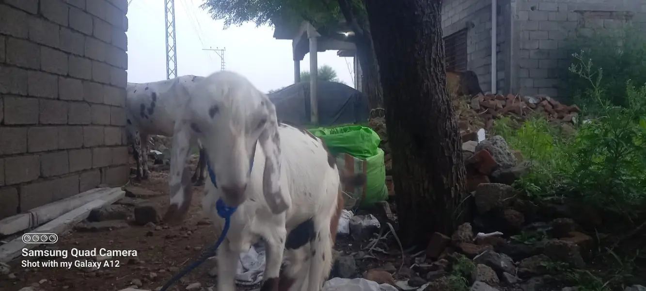 2 young male goats for sale — photo 2
