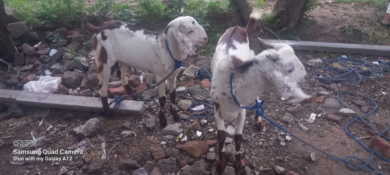 2 young male goats for sale — photo 3