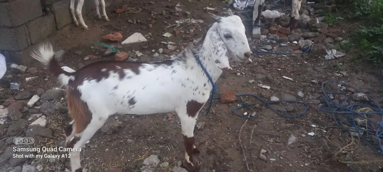 2 young male goats for sale — photo 4