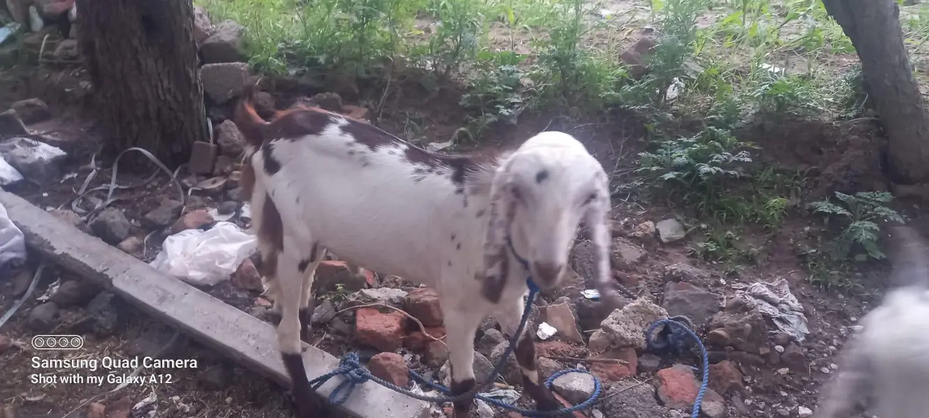 2 young male goats for sale — photo 5