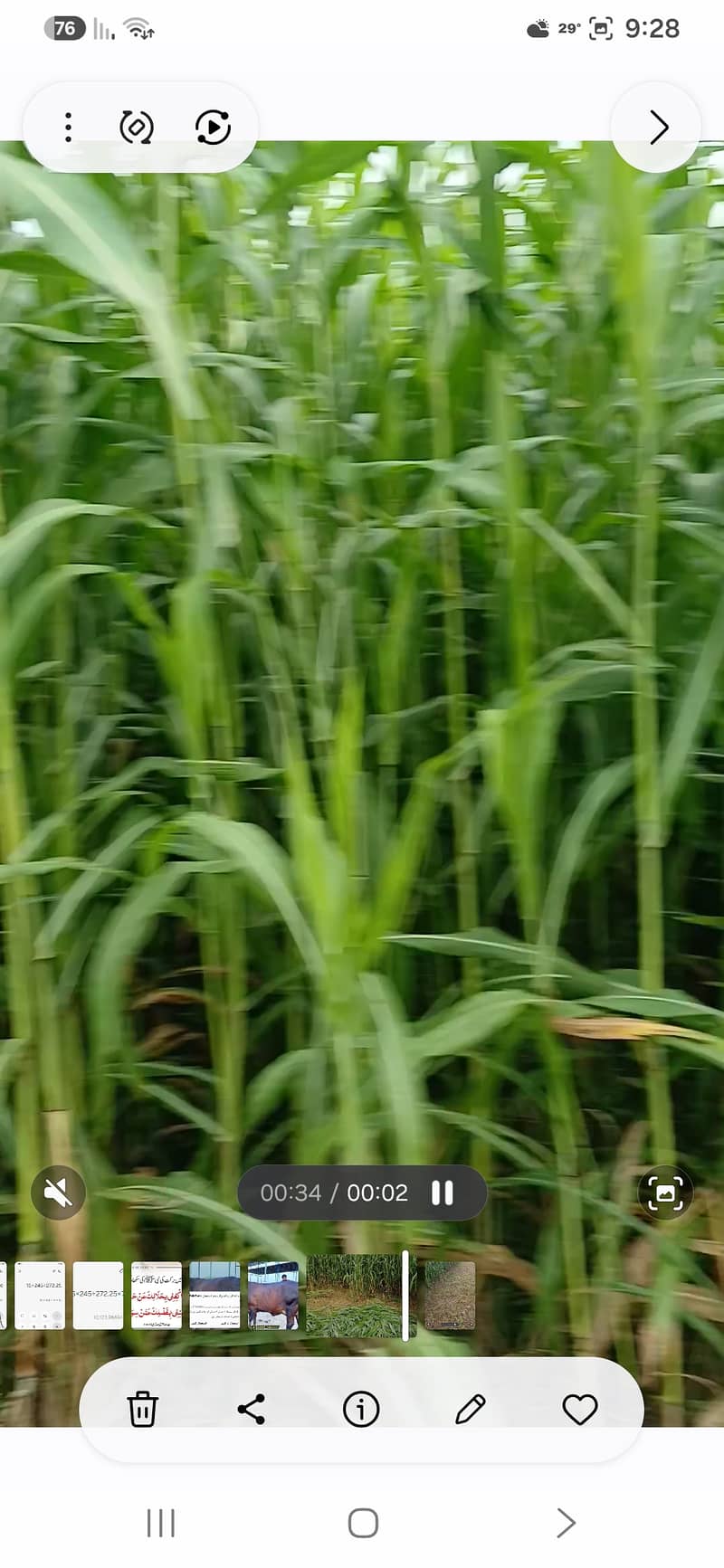 جوار برائے فروخت 1