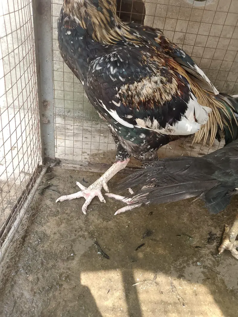aseel murgha and murghi pair for sale 03334332118 — photo 2