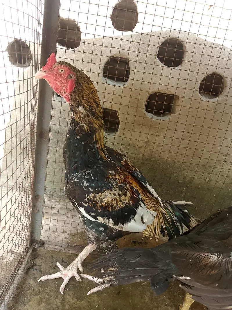 aseel murgha and murghi pair for sale 03334332118 — photo 3