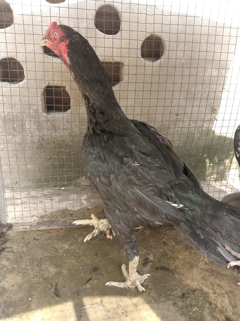 aseel murgha and murghi pair for sale 03334332118 — photo 8