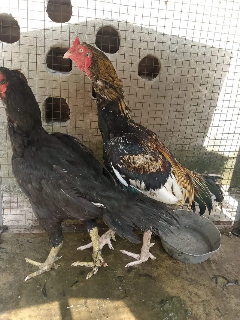 aseel murgha and murghi pair for sale 03334332118 — photo 9