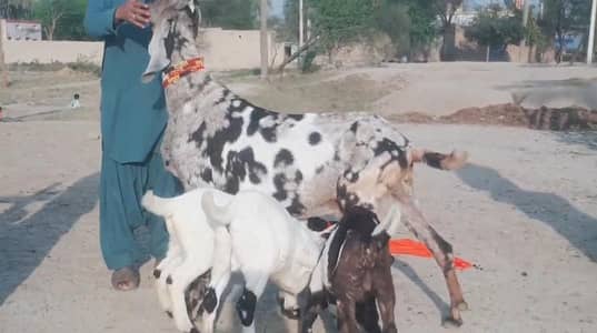 3 bacchon wali bakri for sale call me+03242213919