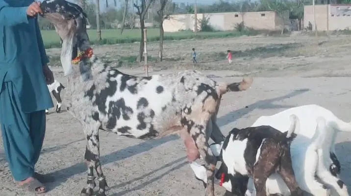 3 bacchon wali bakri for sale call me+03242213919 — photo 2