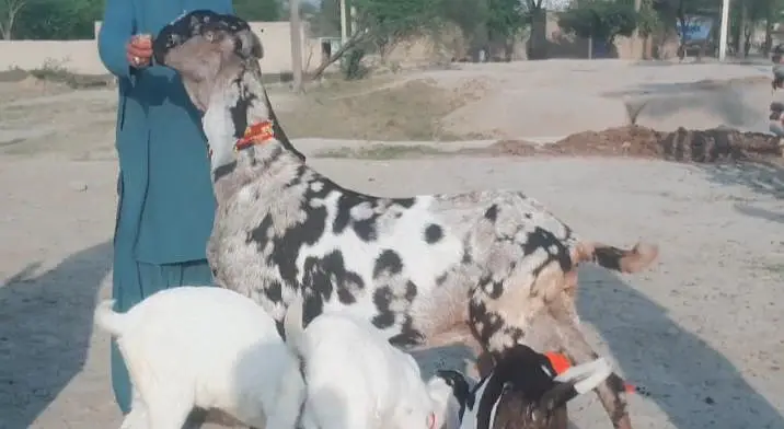 3 bacchon wali bakri for sale call me+03242213919 — photo 3