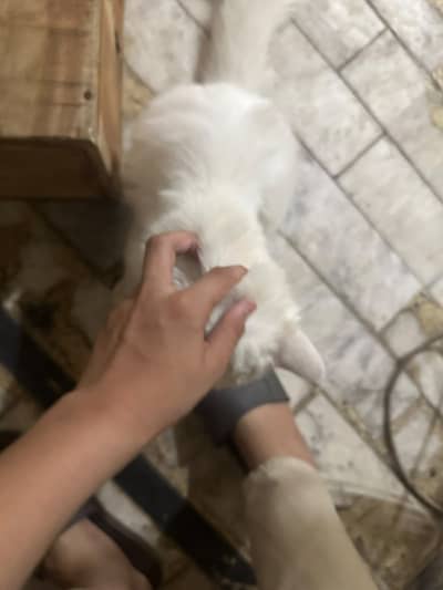 Persian cats looking for their new home 03.218830055 contact on WhatsA