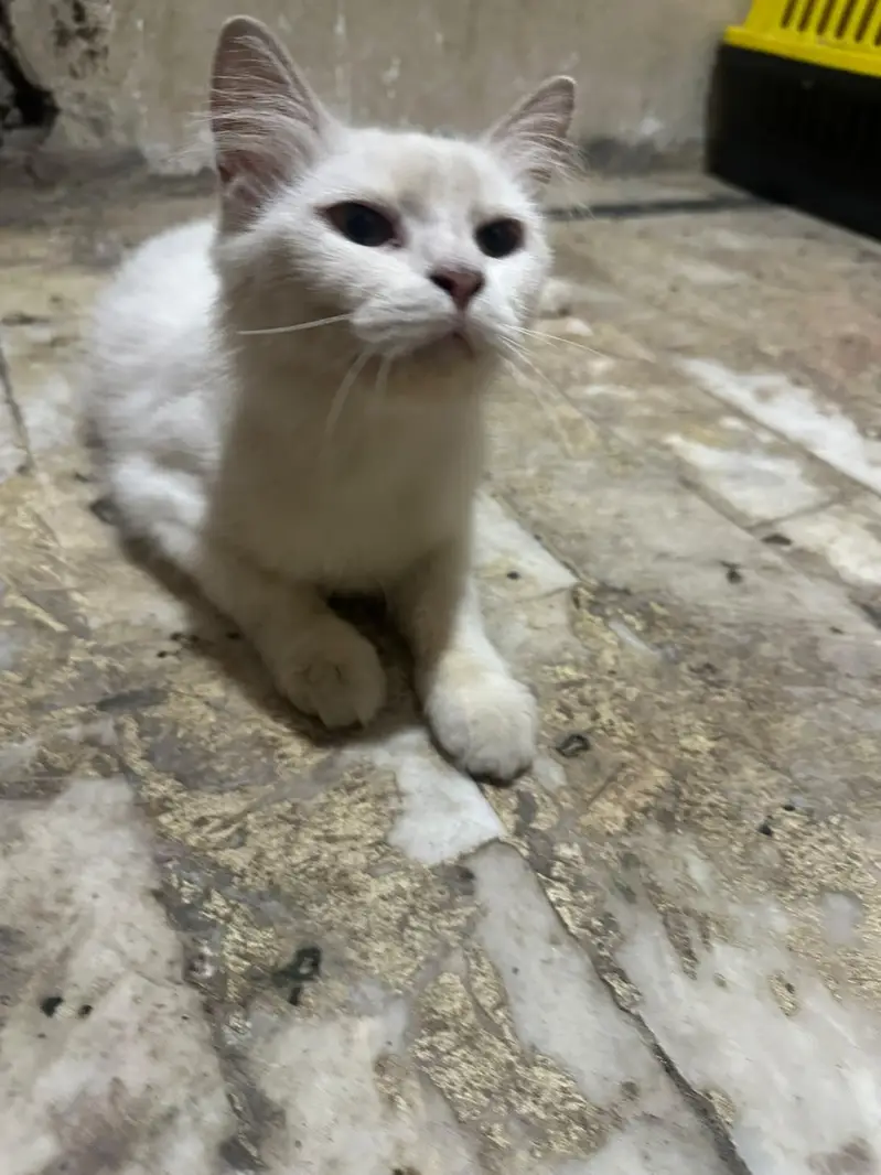 Persian cats looking for their new home 03.218830055 contact on WhatsA — photo 2