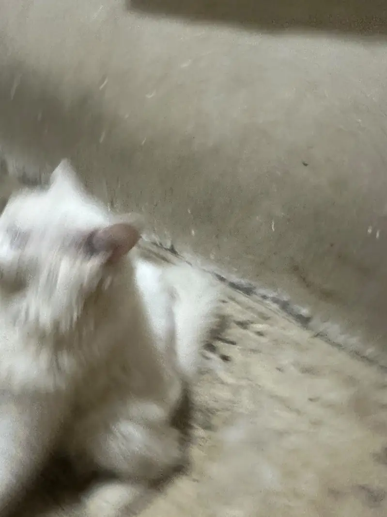 Persian cats looking for their new home 03.218830055 contact on WhatsA — photo 4