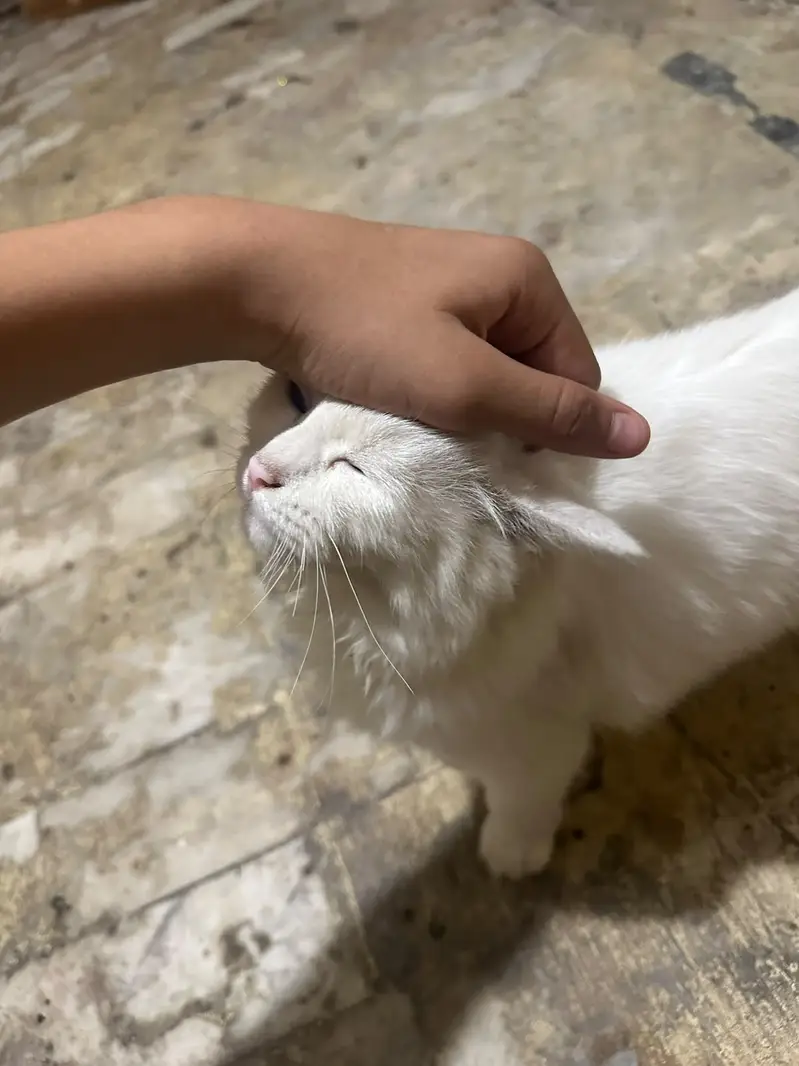 Persian cats looking for their new home 03.218830055 contact on WhatsA — photo 5