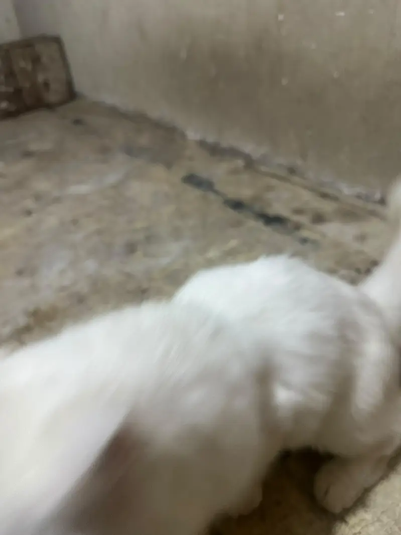 Persian cats looking for their new home 03.218830055 contact on WhatsA — photo 6