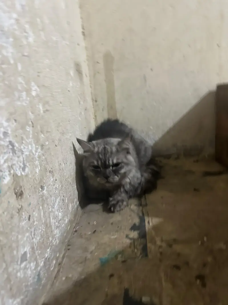 Persian cats looking for their new home 03.218830055 contact on WhatsA — photo 7