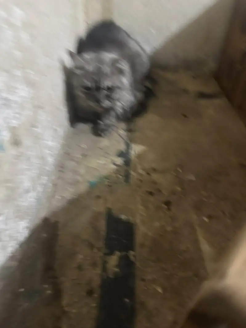 Persian cats looking for their new home 03.218830055 contact on WhatsA — photo 8