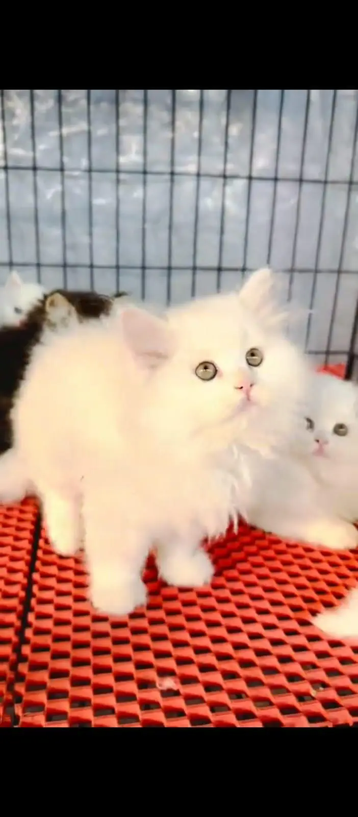 Persian cat for sale male or female my WhatsApp number03=25=31=33=95=5 — photo 3