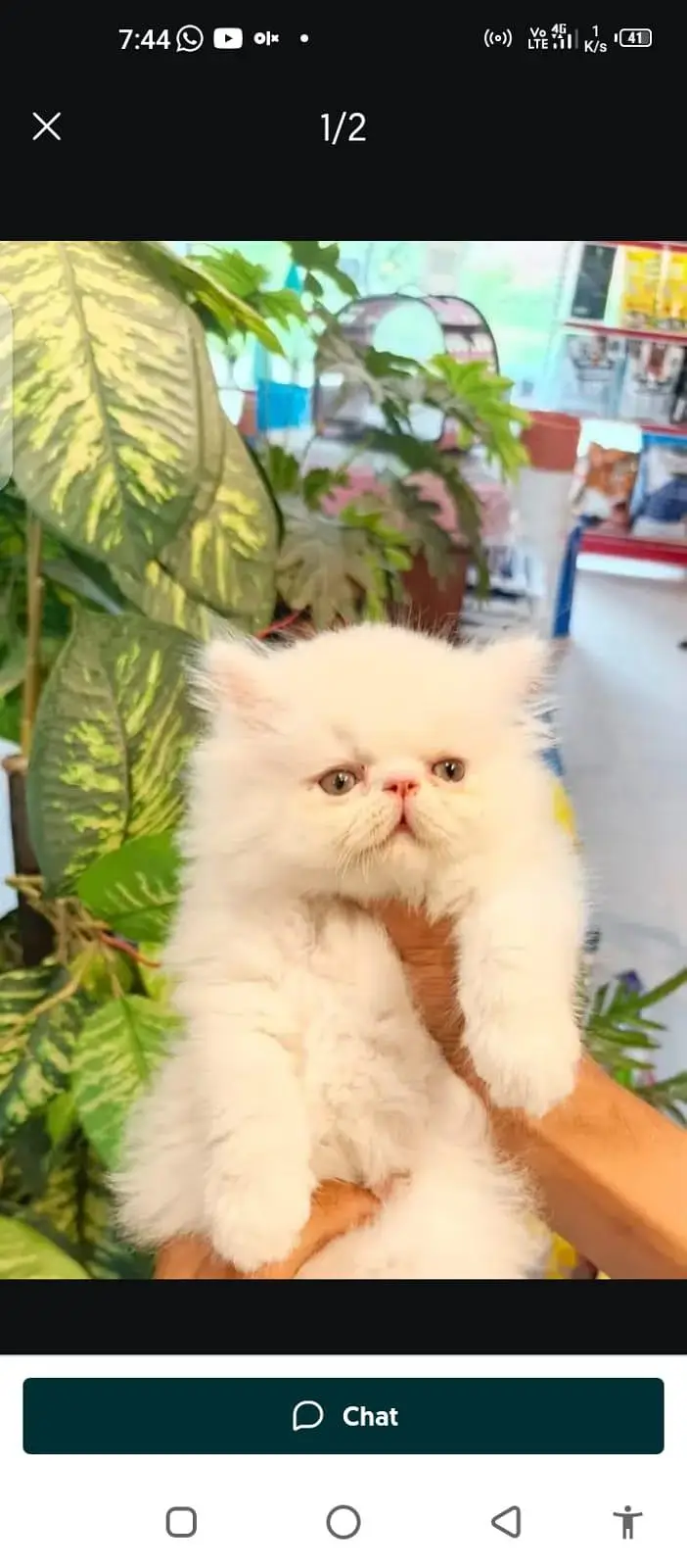 Persian cat for sale male or female my WhatsApp number03=25=31=33=95=5 — photo 4