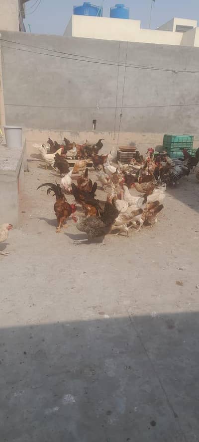 ande deti Hain
