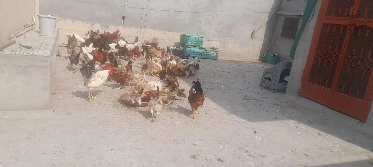 ande deti Hain — photo 2