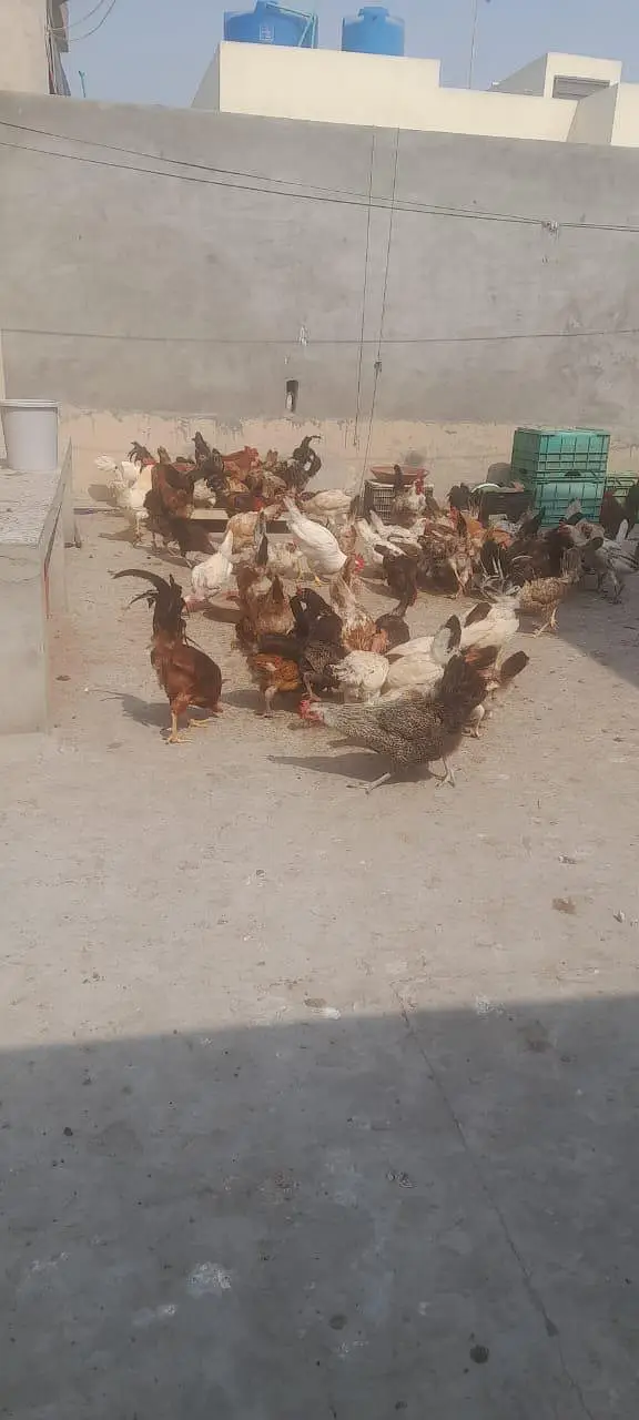 ande deti Hain — photo 3