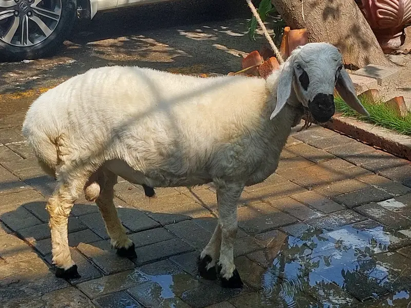 Dumba(7to 8 m) — photo 2