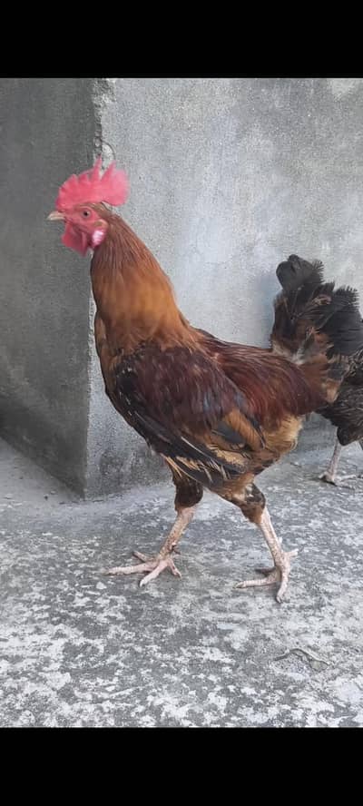 Desi Hens Egg Laying