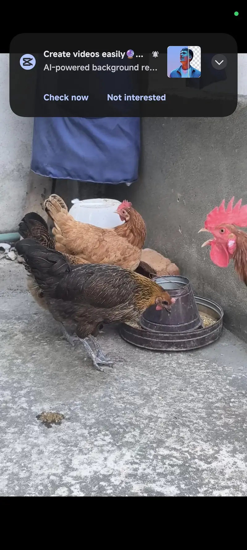 Desi Hens Egg Laying — photo 2