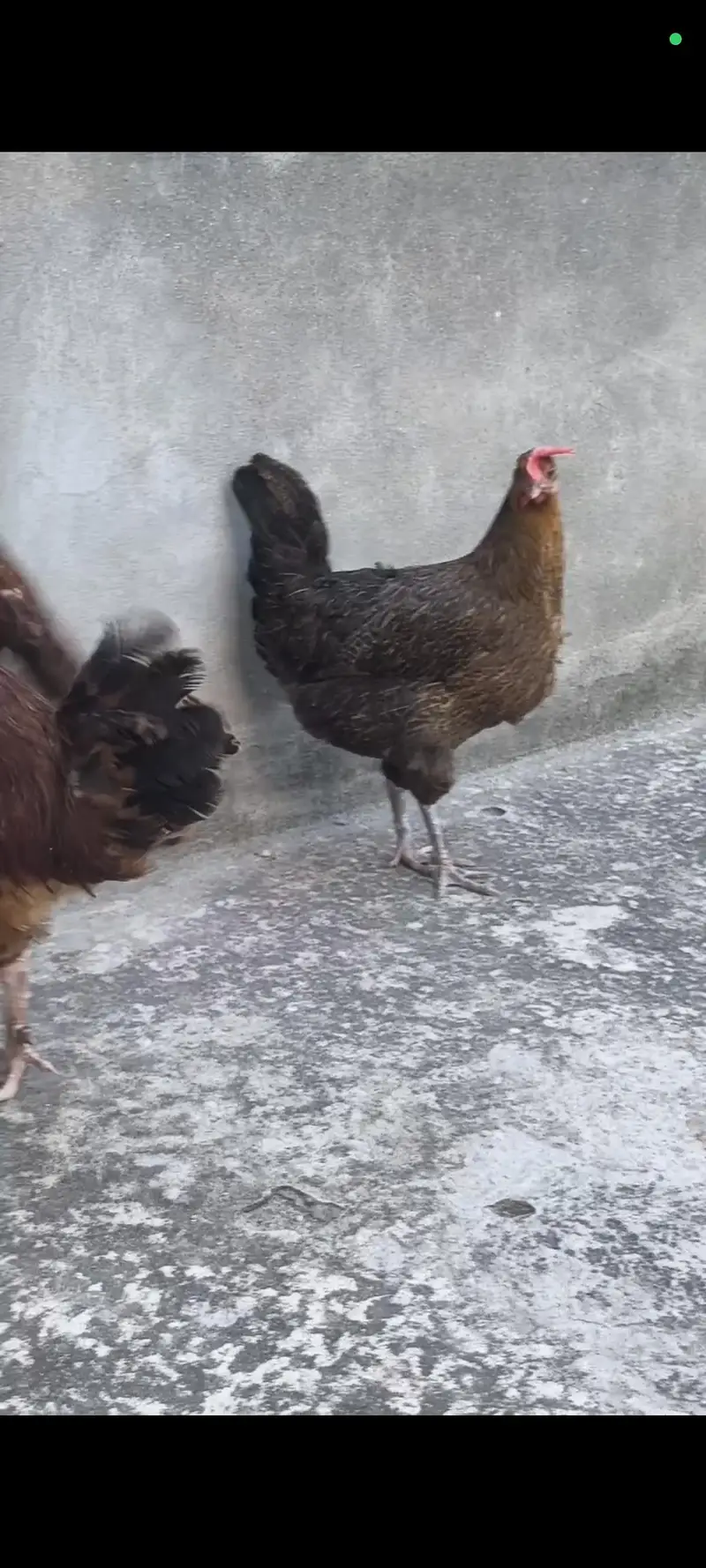 Desi Hens Egg Laying — photo 4