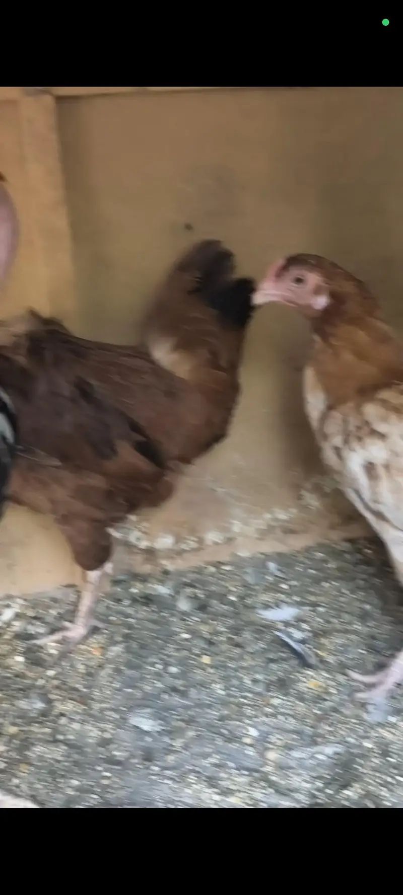 Desi Hens Egg Laying — photo 5