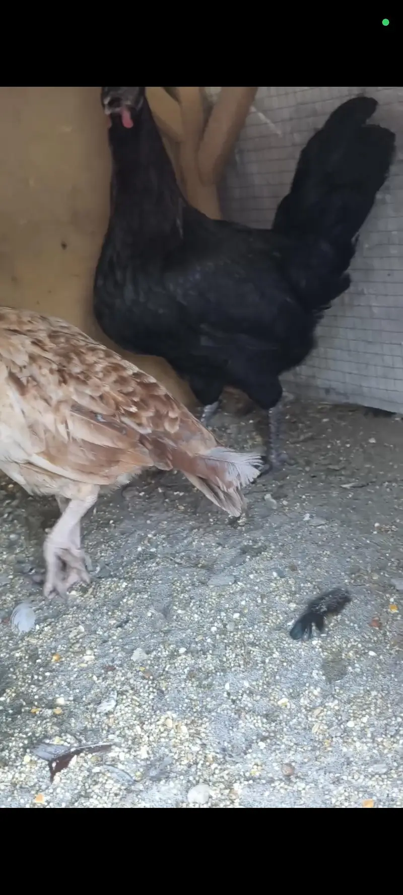 Desi Hens Egg Laying — photo 6