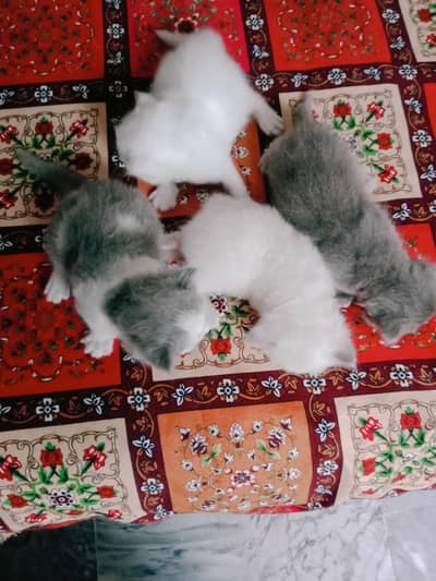 Persian 4 kitten for sale triple coat