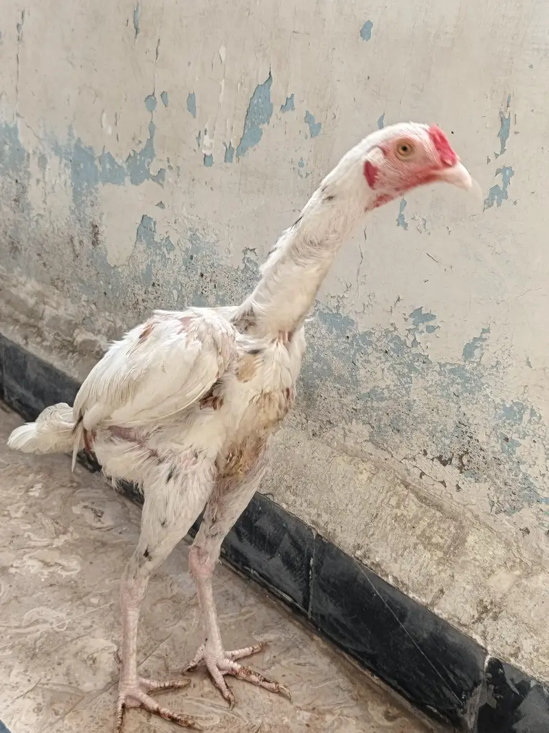 Quality A+ Aseel Hera Male — photo 2