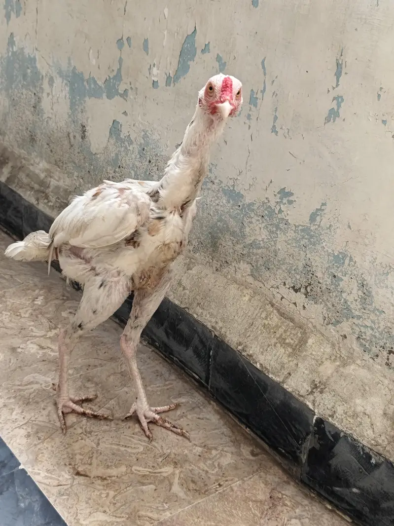 Quality A+ Aseel Hera Male — photo 3