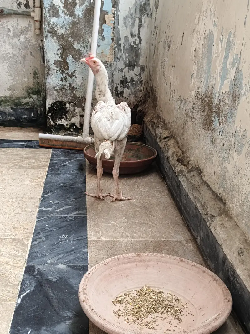 Quality A+ Aseel Hera Male — photo 4