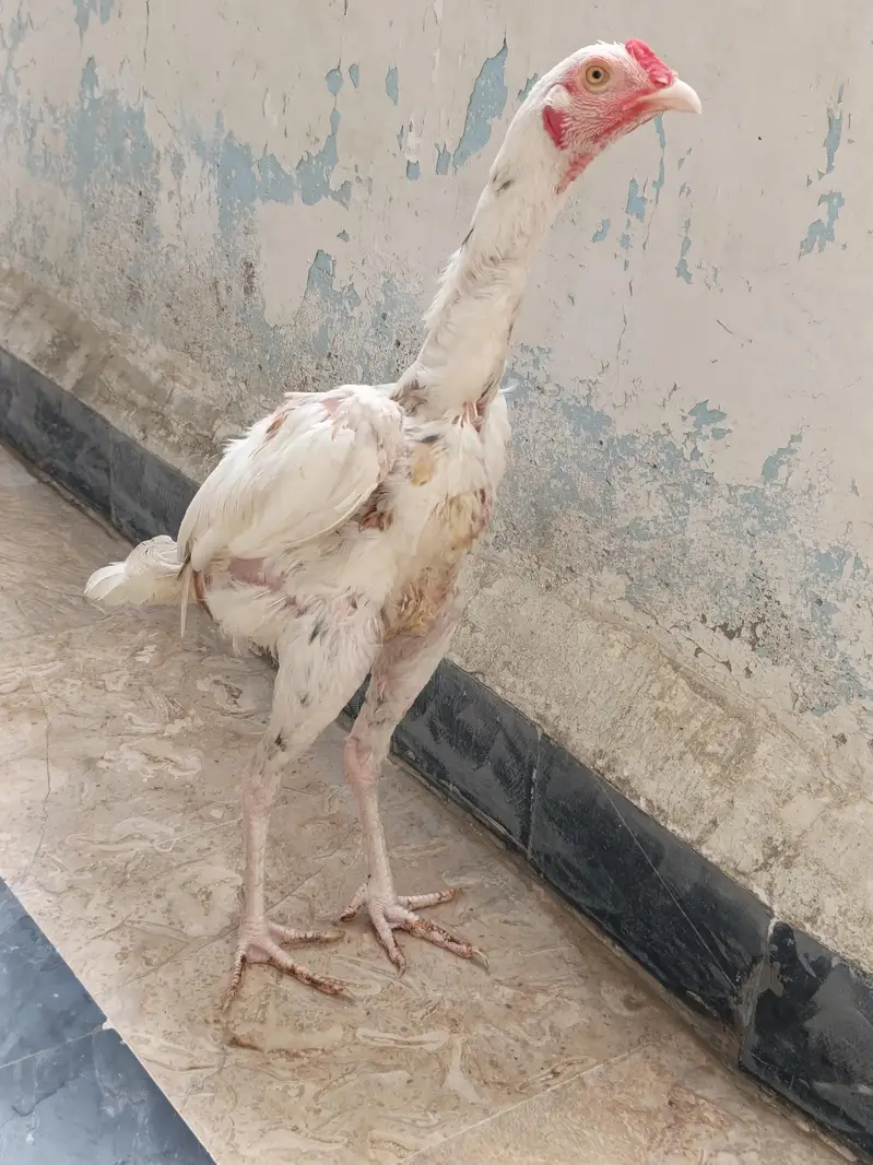 Quality A+ Aseel Hera Male — photo 5