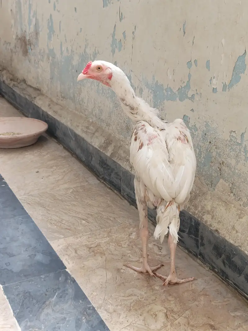 Quality A+ Aseel Hera Male — photo 6