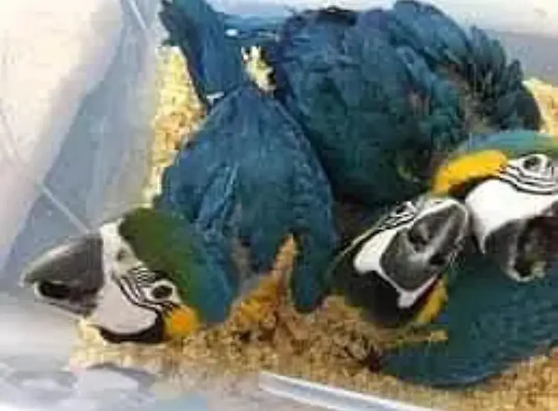 blue macaw parrot chicks for sale (03237384895) — photo 3