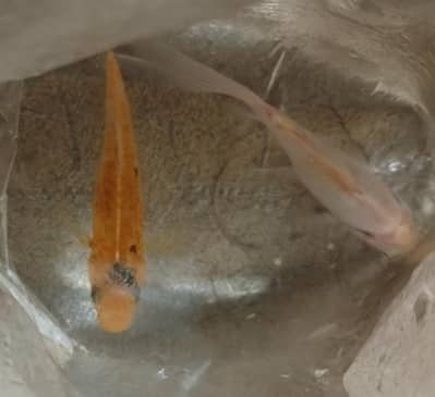 Goldfish.
