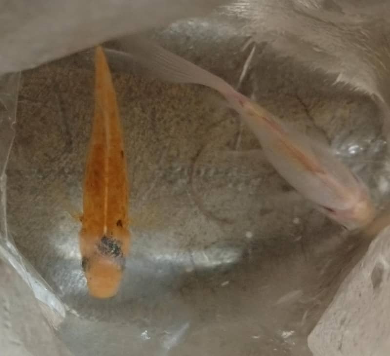 Goldfish. 0