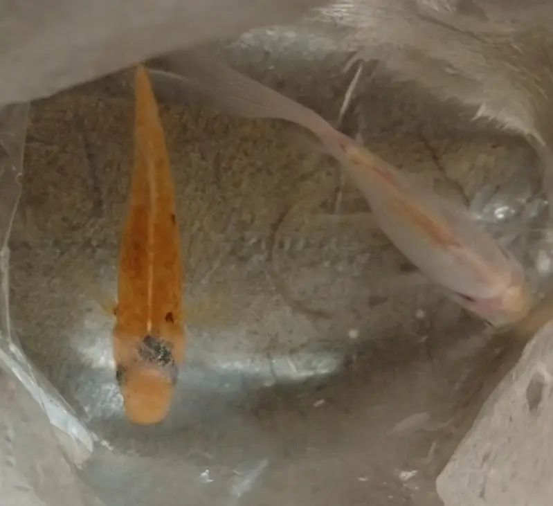 Goldfish.